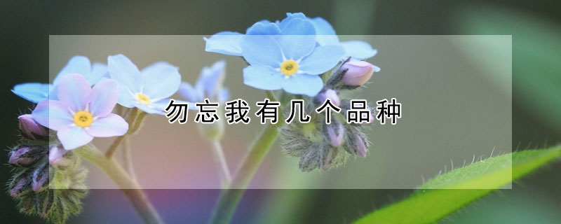 勿忘我有几个品种 勿忘我产地最好是哪里