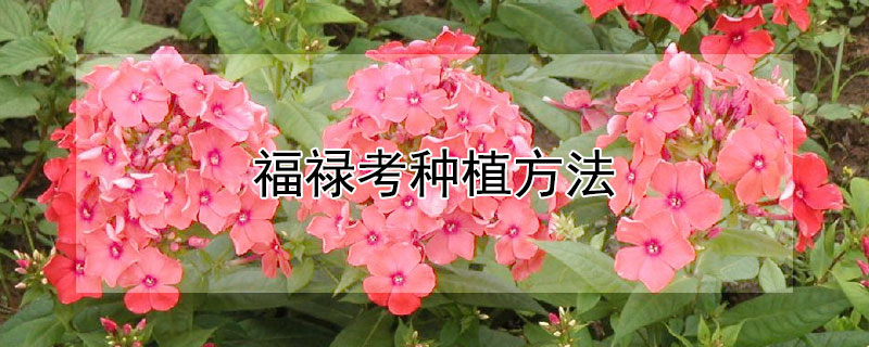 福禄考种植方法（福禄考种植方法和注意事项）