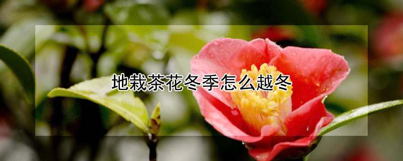 地栽茶花冬季怎么越冬（地栽茶花怎样越冬）