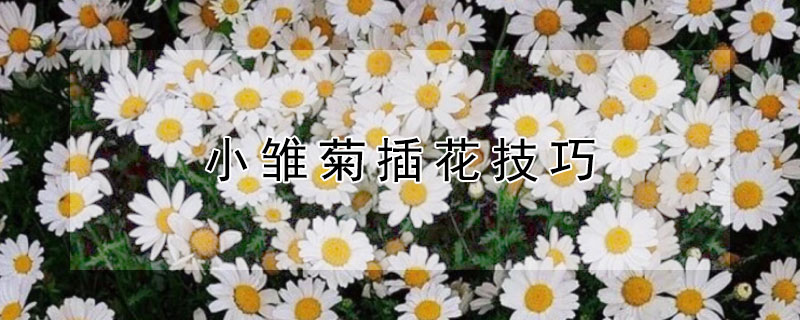 小雏菊插花技巧 雏菊插花方法