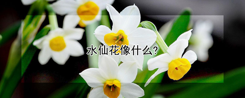 水仙花像什么?(水仙花像什么一样绽放)