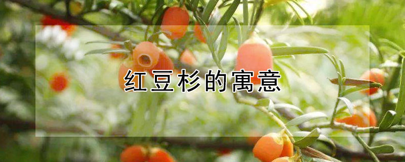 红豆杉的寓意 红豆杉的寓意及花语