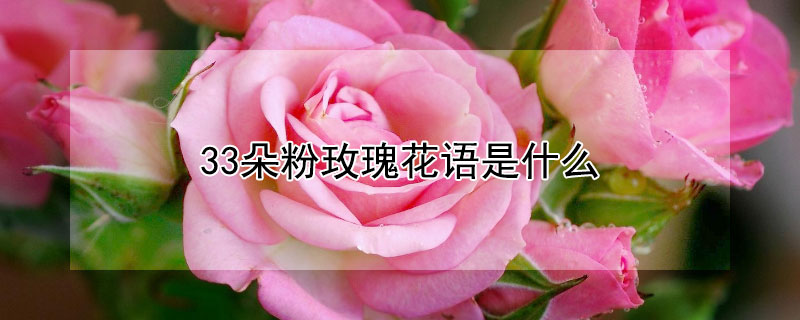 33朵粉玫瑰花语是什么（粉色玫瑰花语33朵）