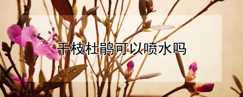 干枝杜鹃可以喷水吗 杜鹃花叶能不能喷水