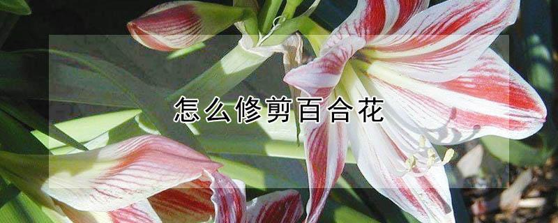 怎么修剪百合花 怎么修剪百合花枝