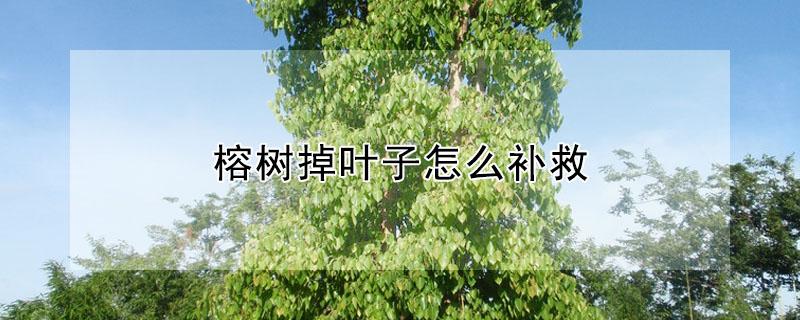 榕树掉叶子怎么补救 盆栽榕树掉叶子怎么救