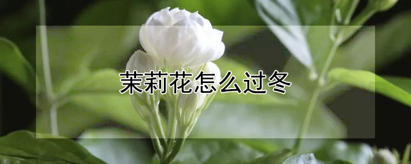茉莉花怎么过冬（地栽茉莉花怎么过冬）