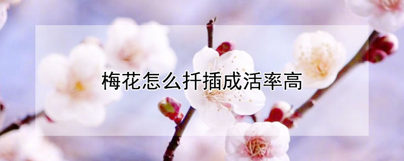 梅花怎么扦插成活率高 梅花如何扦插