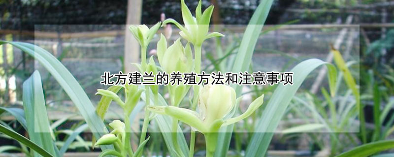北方建兰的养殖方法和注意事项（建兰的养殖方法之六个要点总结）