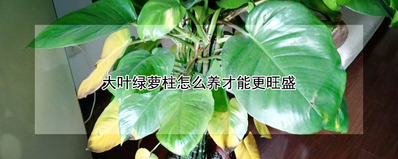 大叶绿萝柱怎么养才能更旺盛 绿萝柱怎么养成大叶子