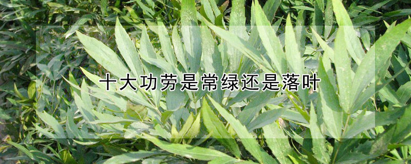 十大功劳是常绿还是落叶（绿植十大功劳）