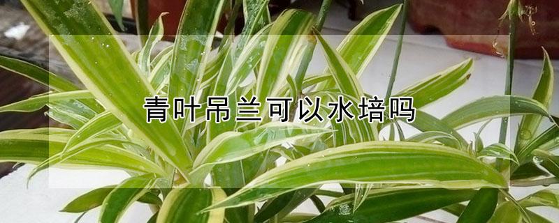 青叶吊兰可以水培吗（彩叶吊兰可以水培吗）