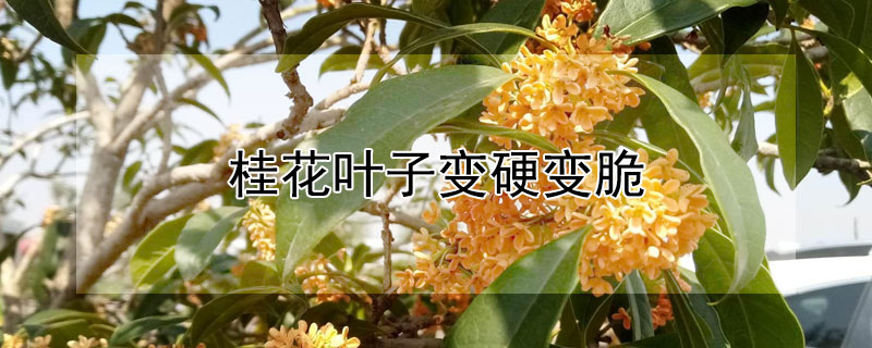 桂花叶子变硬变脆（桂花的叶子硬怎么回事）