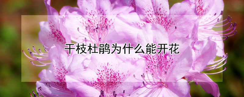 干枝杜鹃为什么能开花（为什么干杜鹃还能开花）