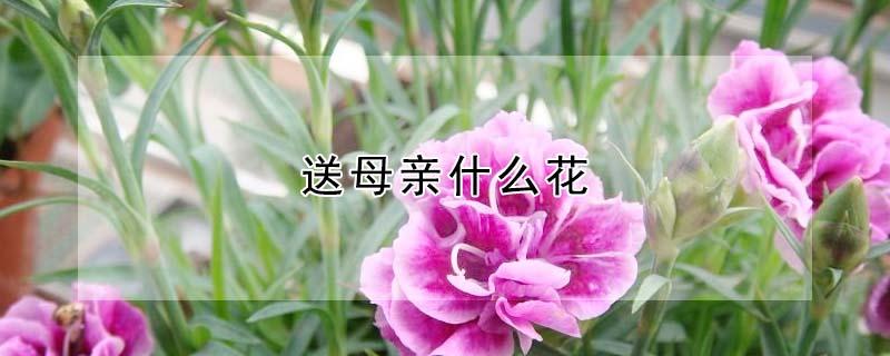 送母亲什么花（520送母亲什么花）