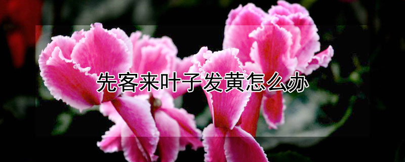 先客来叶子发黄怎么办（仙客来黄叶怎么办）