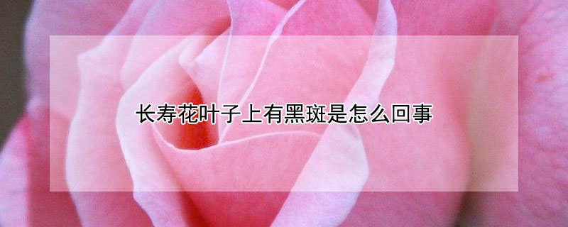 长寿花叶子上有黑斑是怎么回事（长寿花叶子有黑斑点）