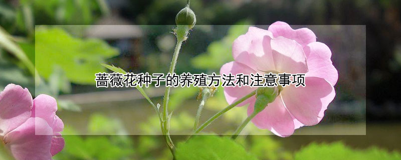 蔷薇花种子的养殖方法和注意事项（蔷薇花种子怎么种植方法）