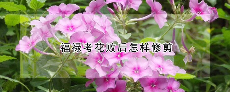 福禄考花败后怎样修剪(福禄考花怎么养护)