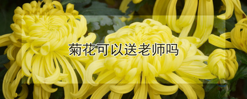 菊花可以送老师吗（菊花茶可以送老师吗?）