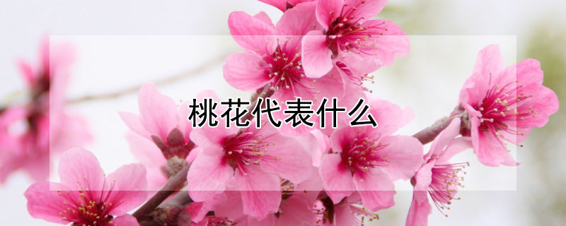桃花代表什么 桃花代表什么意思