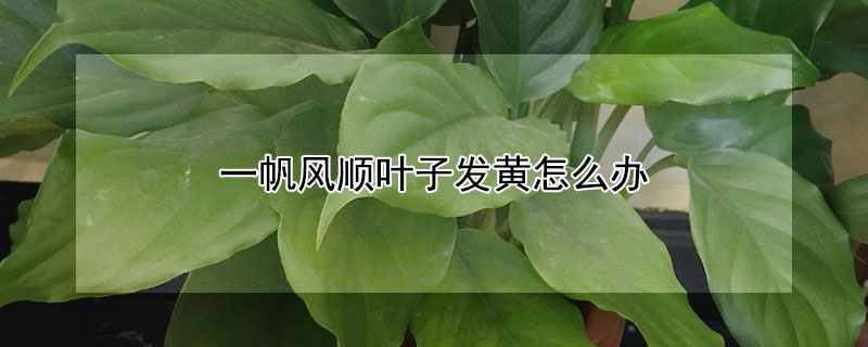 一帆风顺叶子发黄怎么办(一帆风顺叶子发黄怎么办 原因及处理)