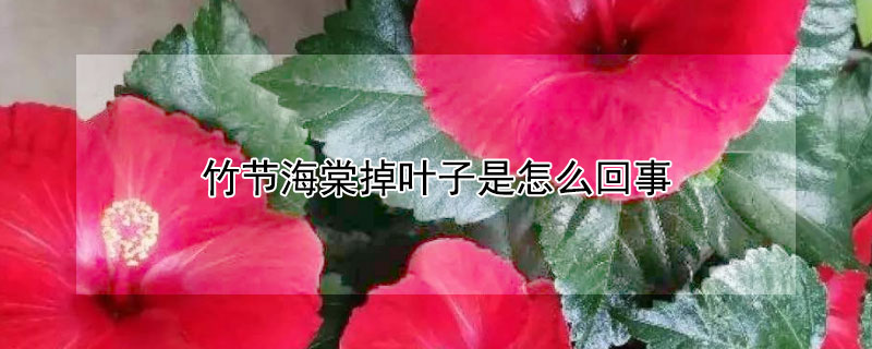 竹节海棠掉叶子是怎么回事(竹节海棠叶子掉了还能长出来吗)
