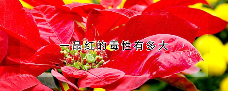 一品红的毒性有多大 一品红是毒药吗