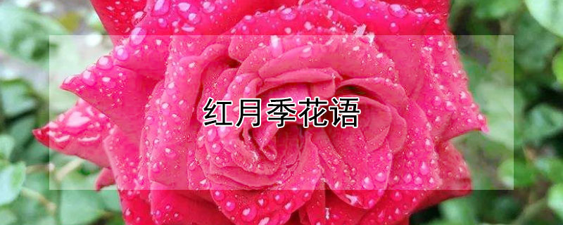 红月季花语（粉红色月季花语）