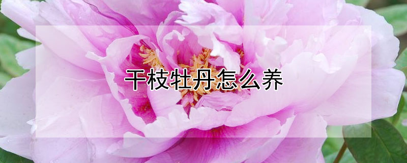 干枝牡丹怎么养(干枝牡丹的养殖方法)