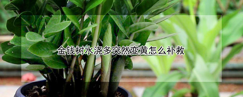 金钱树水浇多突然变黄怎么补救 金钱树浇水较多了怎么办