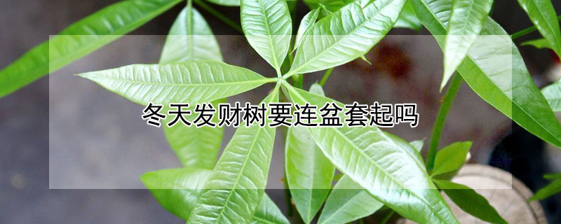 冬天发财树要连盆套起吗 发财树冬天可以套袋吗