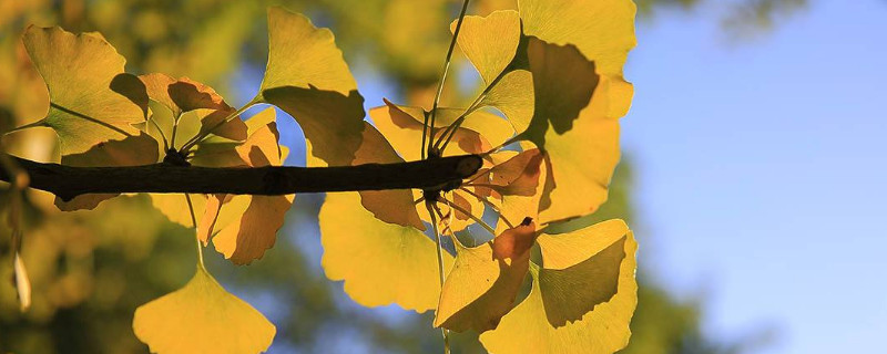 银杏树的寄语（银杏树的话）