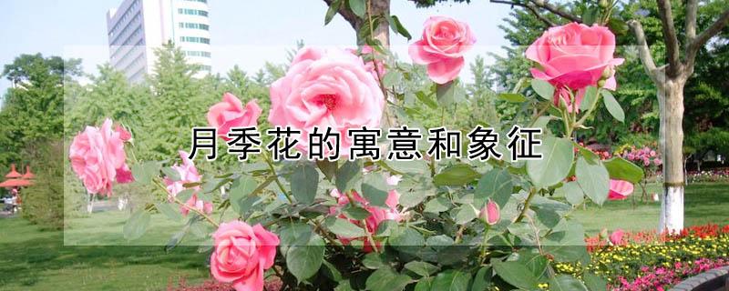 月季花的寓意和象征 月季花是什么的象征