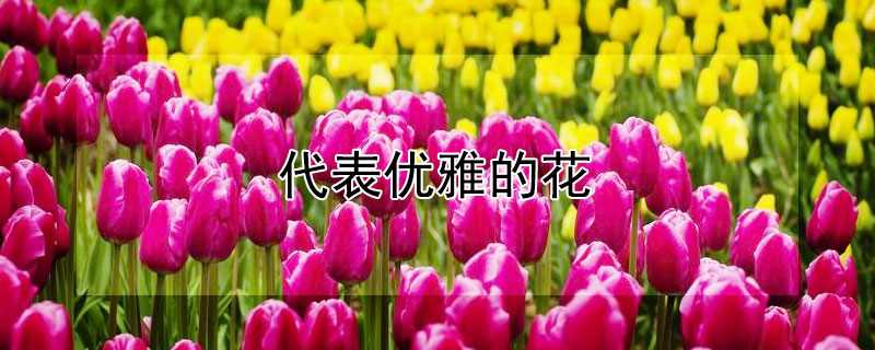 代表优雅的花 代表优雅的花语