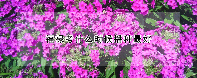 福禄考什么时候播种最好（福禄考播种后多久开花）