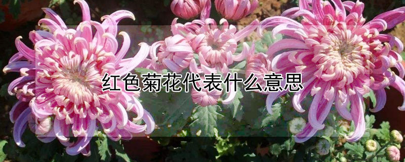 红色菊花代表什么意思（红色的菊花是什么）