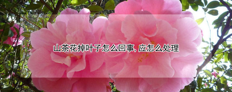 山茶花掉叶子怎么回事,应怎么处理(山茶花掉叶子怎么回事山茶花掉叶子怎么办)