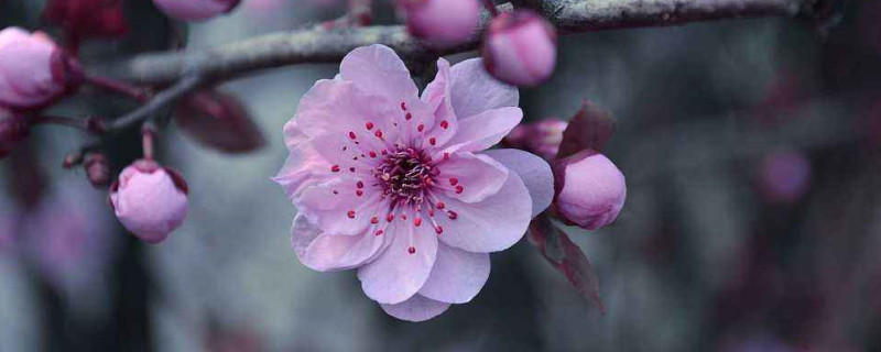 桃花的花语（桃花的花语和象征）