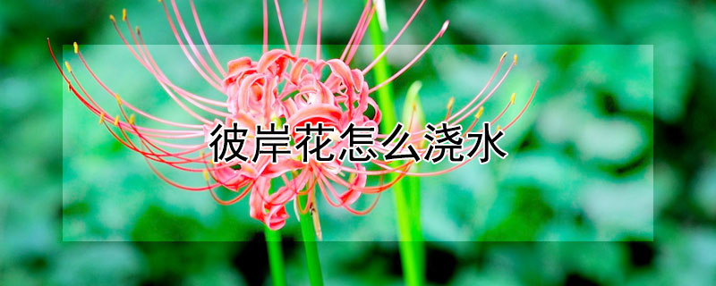 彼岸花怎么浇水 彼岸花如何浇水