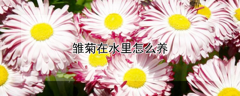 雏菊在水里怎么养（雏菊可以养在水里吗）