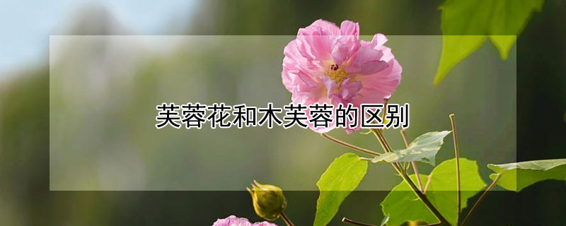芙蓉花和木芙蓉的区别（什么是木芙蓉花）