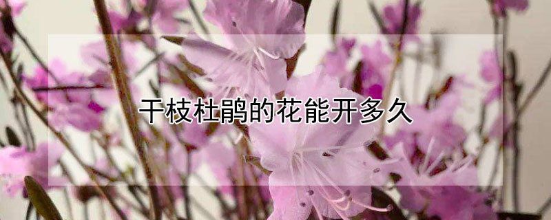 干枝杜鹃的花能开多久 杜鹃干枝花可以开多久