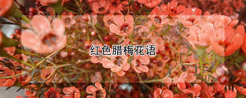 红色腊梅花语 黄色腊梅花语