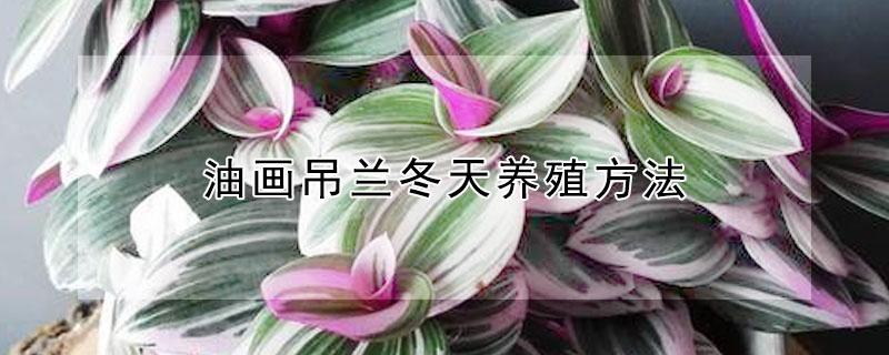 油画吊兰冬天养殖方法（油画吊兰冬天的养殖方法和注意事项）