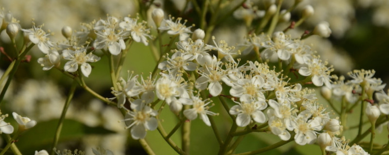 石楠花花语 石楠花花语:yue