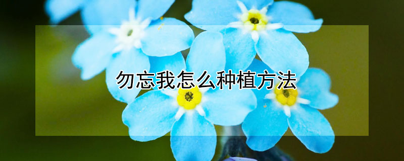 勿忘我怎么种植方法 勿忘我的种植方法