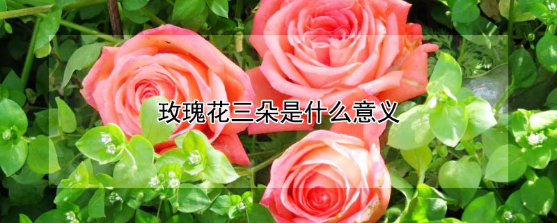 玫瑰花三朵是什么意义(玫瑰花3朵的含义)