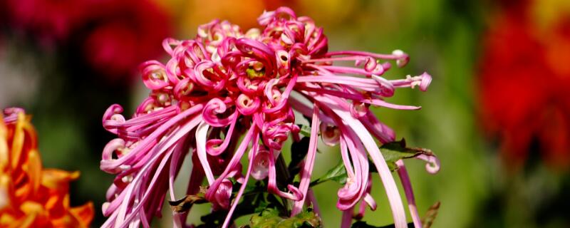 红色菊花花语 红菊花 花语