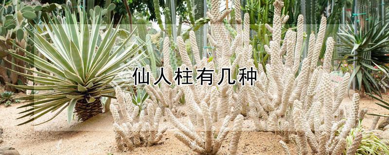 仙人柱有几种（仙人柱有几种花图片）